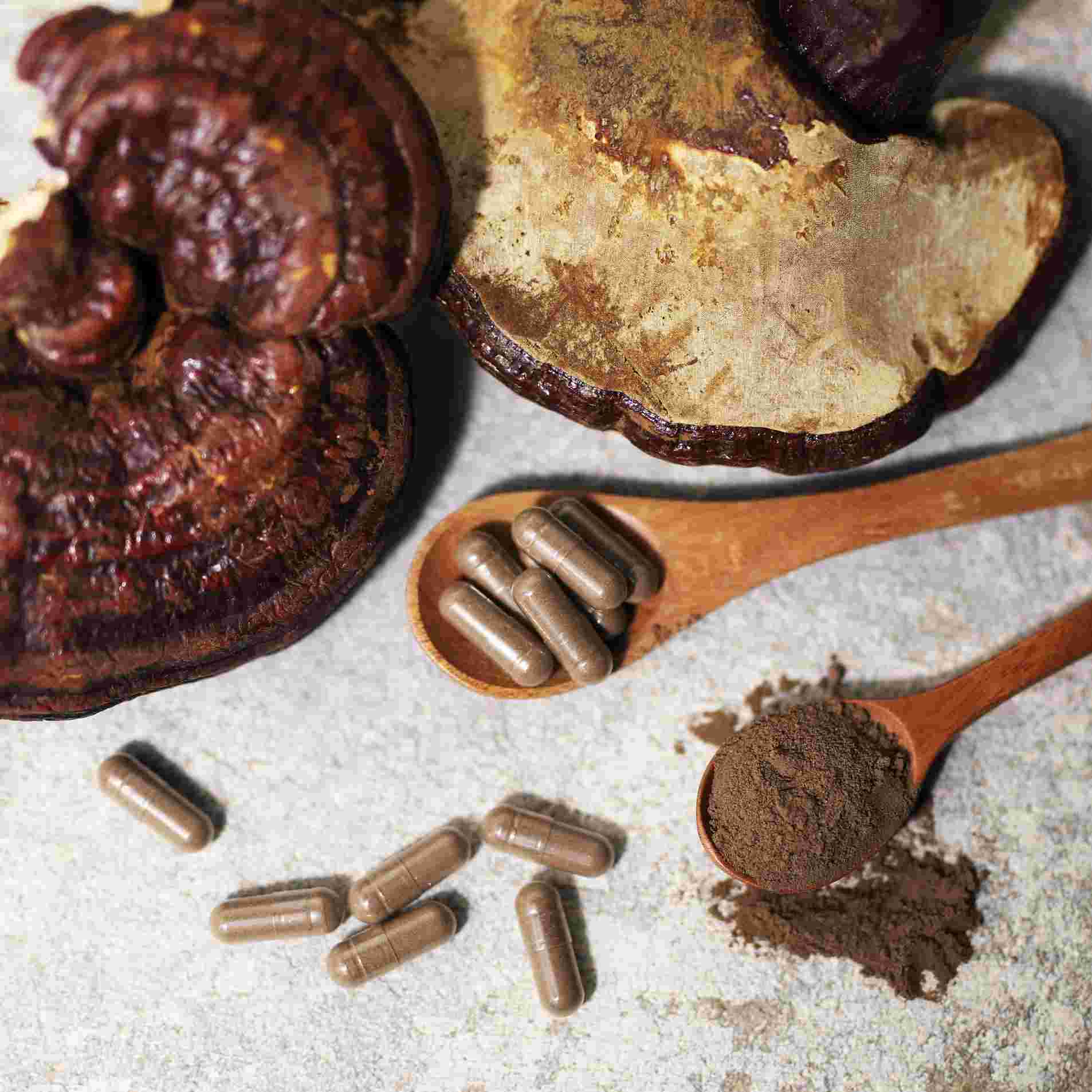 MAYSENSE Reishi AHCC Medicinal Mushroom supplement with Mushroom Extract powder